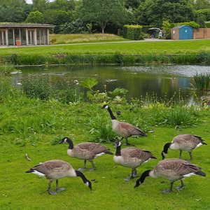 Harlow Carr Gardens