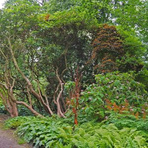 Harlow Carr Gardens