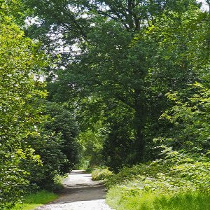 Harlow Carr Gardens