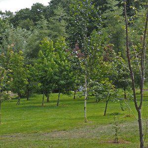 Harlow Carr Gardens