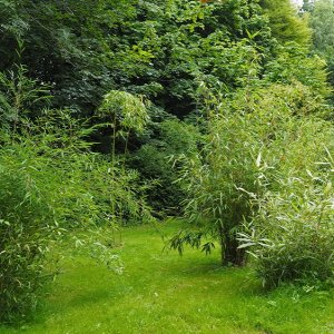 Harlow Carr Gardens