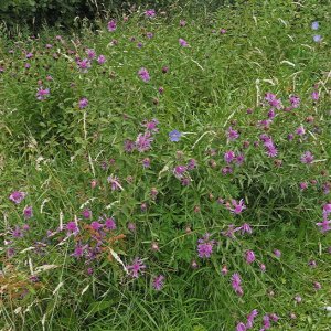 Harlow Carr Gardens