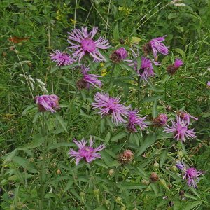 Harlow Carr Gardens