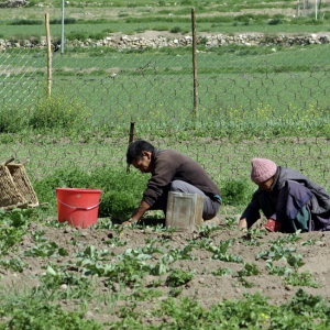 Working in the fields, Nimoo