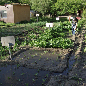Irrigation, Alchi