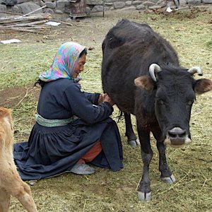Hand milking cow, Stok