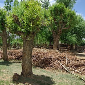 Pollarded trees