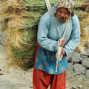Carrying the hay back to the barn, Stok