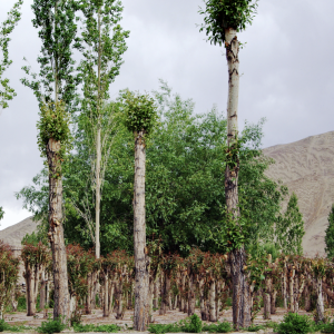 Pollarded trees, Ladakh