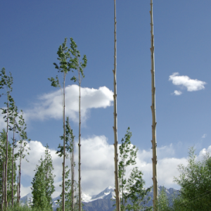 Lopped poplar trees, Ladakh