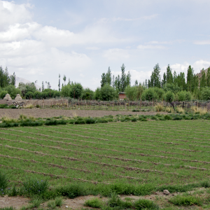 Thiksey village