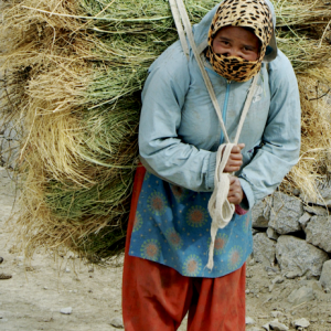Bringing home the crops, Stok
