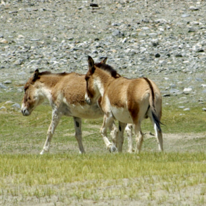 Tibetan Wild Ass