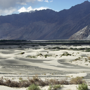 Sand dunes in the Nubra valley