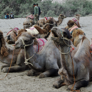 Camels, Nubra valley