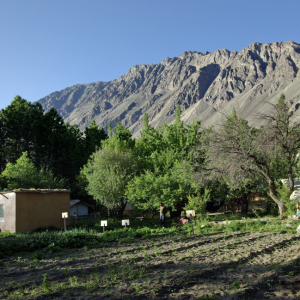 Nubra Organic Retreat, Hundar