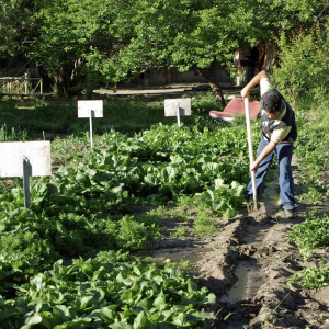 Working in the fields, Nubra Organic Retreat, Hundar