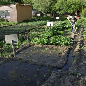 Irrigating the fields, Nubra Organic Retreat, Hundar