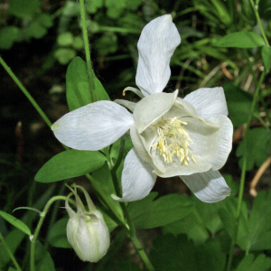White Aquilegia, Nubra Organic Retreat, Hundar