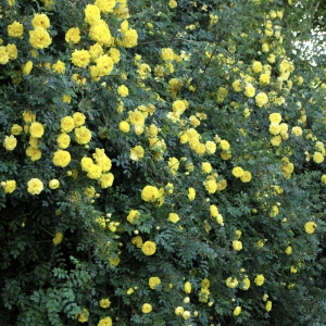 Yellow roses, Nubra Organic Retreat, Hundar