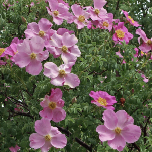 Pink roses, Nubra Organic Retreat, Hundar
