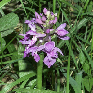 Purple orchid, Nubra Organic Retreat, Hundar