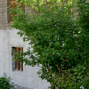 Alchi Old Village
