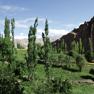 Fields and river valley on the way to Alchi Choshkar