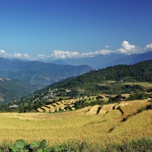 Bhutan - terraced rice fields