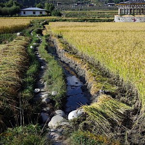 Bhutan - growing rice