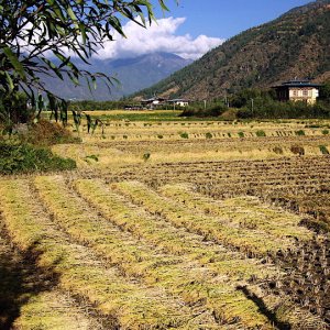 Bhutan - harvested rice