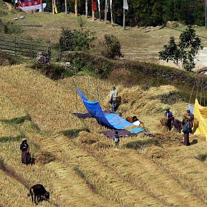 Bhutan - winnowing the harvested rice