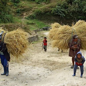 Bhutan - carrying the harvested rice back to the farmhouse