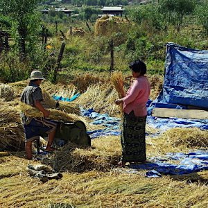 Bhutan - harvesting the rice before winnowing