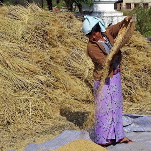 butan - winnowing the rice