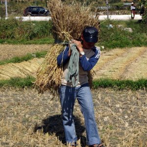Bhutan - harvesting the rice
