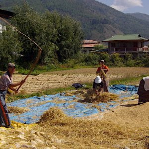 Bhutan - threshing and winnowing the rice