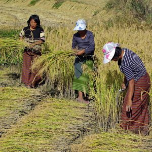 Bhutan - harvesting the rice