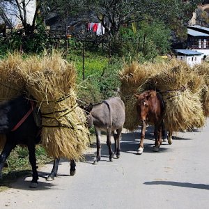 Bhutan - pack horses