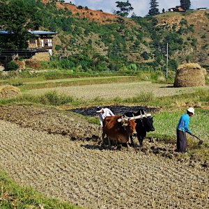 Bhutan - ploughing with oxen