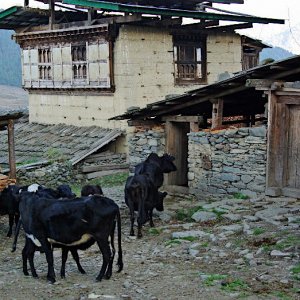Bhutan - cows returning for the night