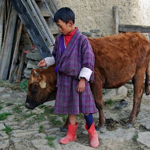 Bhutan - family cow