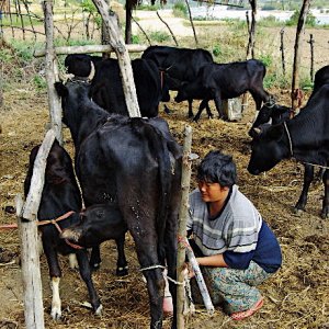 Bhutan - milking