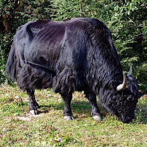 Yaks are tradtionally kept at higher altitudes, Bhutan