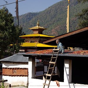Bhutan - drying peppers