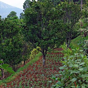 Bhutan - growing vegetables