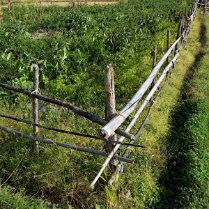 Bhutan - growing vegetables