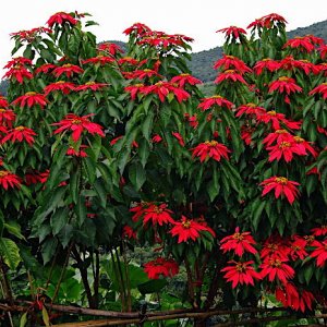 Poinsettia growing wild, Bhutan