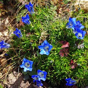 Gentian, Chelala Pass, Bhutan