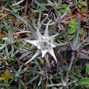 Edelweiss, Chelala Pass, Bhutan